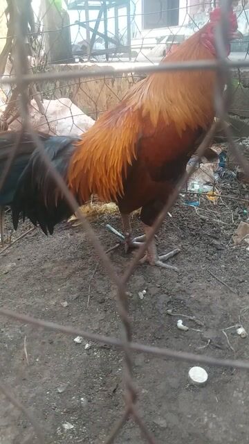 Khét lai 3.1kg trang 3k3 có clip sổ. Mua bán Gà tại Huyện Châu Đức Bà Rịa - Vũng Tàu được đăng bởi Việt Mỹ  hình 1