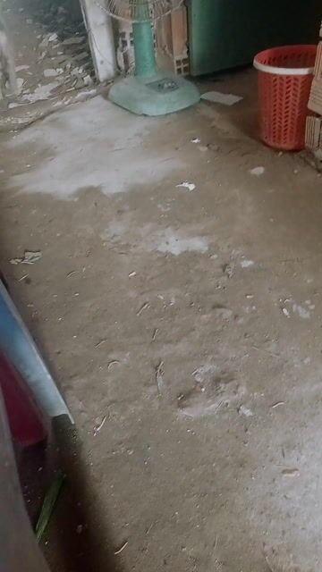 Chó Lông xù 4kg. Mua bán Chó tại Huyện Mỹ Tú Sóc Trăng được đăng bởi phan văn tiền  hình 1