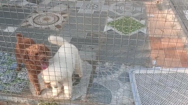 Chó Poodle 2 con Nâu đỏ .1 con trắng. Mua bán Chó tại Huyện Bình Chánh Tp Hồ Chí Minh được đăng bởi Thắng hình 1