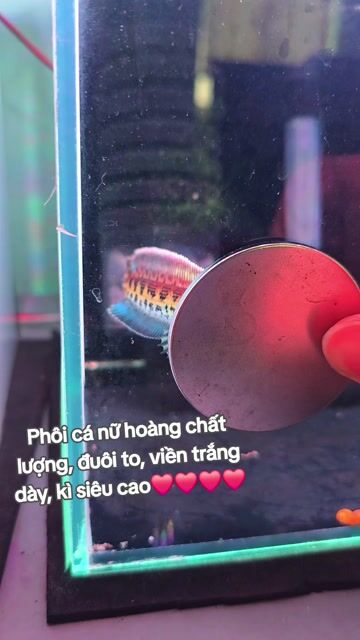 Cá lóc nữ hoàng 11-12 cm. Mua bán Thú cưng khác tại Quận 10 Tp Hồ Chí Minh được đăng bởi  Quân chơi lóc lạnh hình 1