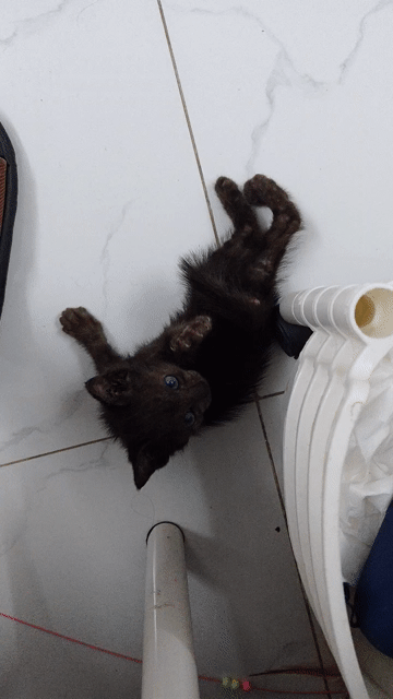 Mèo mun lai ALN màu Đen. Mua bán Mèo tại Huyện Hóc Môn Tp Hồ Chí Minh được đăng bởi Đức Phúc  hình 1