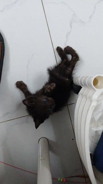 Mèo mun lai ALN màu Đen. Mua bán Mèo tại Huyện Hóc Môn Tp Hồ Chí Minh được đăng bởi Đức Phúc  hình 1