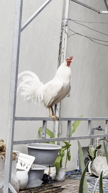 Gà mỹ. Mua bán Gà tại Thành phố Biên Hòa Đồng Nai được đăng bởi Cậu Út hình 1