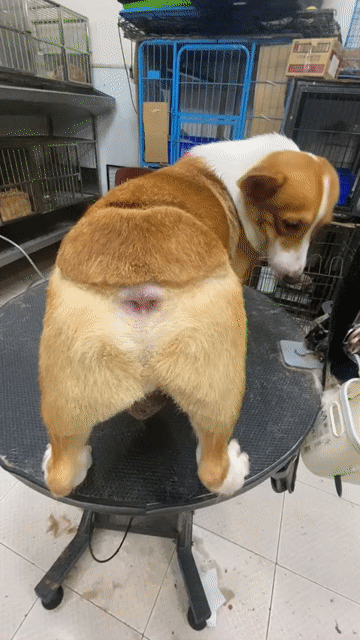 Chó Corgi đực 2 tuổi vàng trắng. Mua bán Chó tại Quận 8 Tp Hồ Chí Minh được đăng bởi khoai pet shop tp bến tre  hình 1