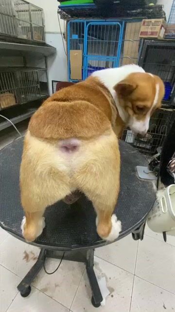 Chó Corgi đực 2 tuổi vàng trắng. Mua bán Chó tại Quận 8 Tp Hồ Chí Minh được đăng bởi khoai pet shop tp bến tre  hình 1