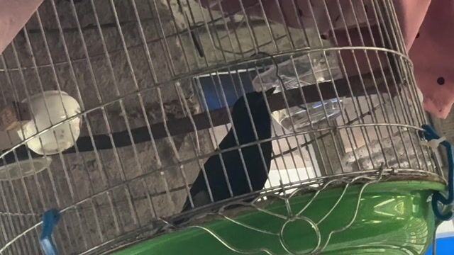 Chim choè đất Đen đã cắt cánh. Mua bán Chim tại Thị xã Kiến Tường Long An được đăng bởi tiêu dao hình 1