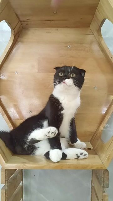 Mèo Anh lông ngắn tai cụp Đực. Mua bán Mèo tại Thành phố Thuận An Bình Dương được đăng bởi Trâm SecondHand hình 1