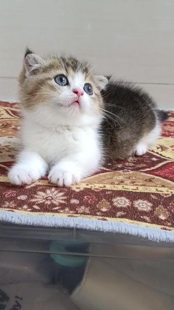 Mèo Munchkin đực. Mua bán Mèo tại Quận Hoàng Mai Hà Nội được đăng bởi Minh hình 1