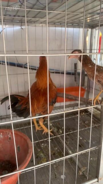 Một cặp trống mái. Mua bán Gà tại Quận Nam Từ Liêm Hà Nội được đăng bởi ttttttttt hình 1