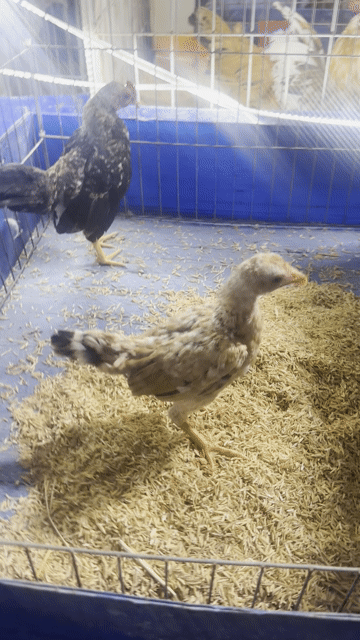 Gà tre Bắc Cú Nâu, Đen trắng. Mua bán Gà tại Huyện Cần Đước Long An được đăng bởi Trung Vinh hình 1