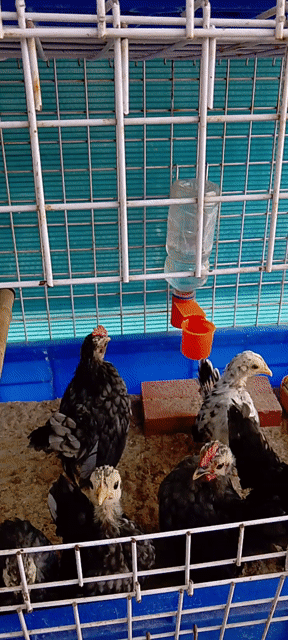 Bán Gà Serama con. 1 bộ 3 con gồm 1 trống 2mái. Mua bán Gà tại Quận Bình Tân Tp Hồ Chí Minh được đăng bởi Trần Phương  hình 1