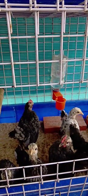 Bán Gà Serama con. 1 bộ 3 con gồm 1 trống 2mái. Mua bán Gà tại Quận Bình Tân Tp Hồ Chí Minh được đăng bởi Trần Phương  hình 1