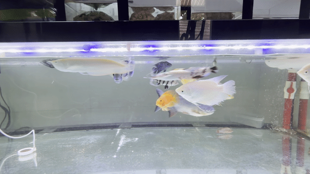 ngân long albino cả cặp 600k. Mua bán Thú cưng khác tại Quận 7 Tp Hồ Chí Minh được đăng bởi Đen hình 1
