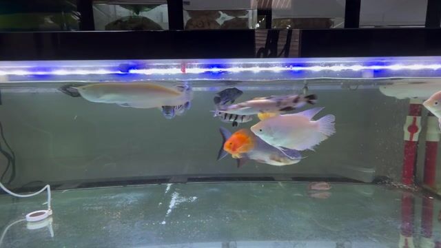 ngân long albino cả cặp 600k. Mua bán Thú cưng khác tại Quận 7 Tp Hồ Chí Minh được đăng bởi Đen hình 1
