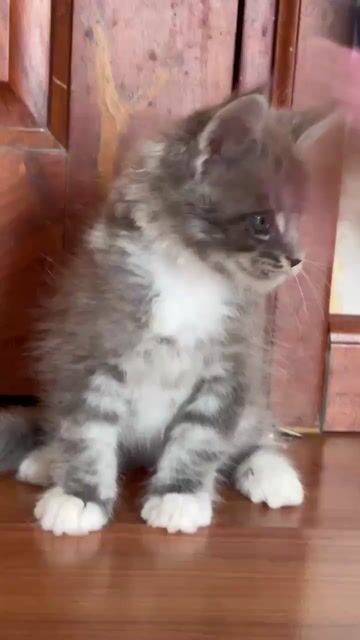 Mèo Maine Coon 2 tháng Silver. Mua bán Mèo tại Quận 12 Tp Hồ Chí Minh được đăng bởi Ngọc An Nhiên  hình 1