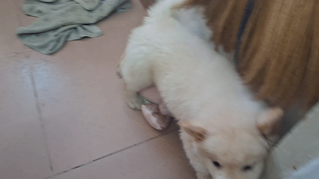Chó HMông Cộc Trắng 2 tháng đã tiêm. Mua bán Chó tại Quận 11 Tp Hồ Chí Minh được đăng bởi Nguyên hình 1