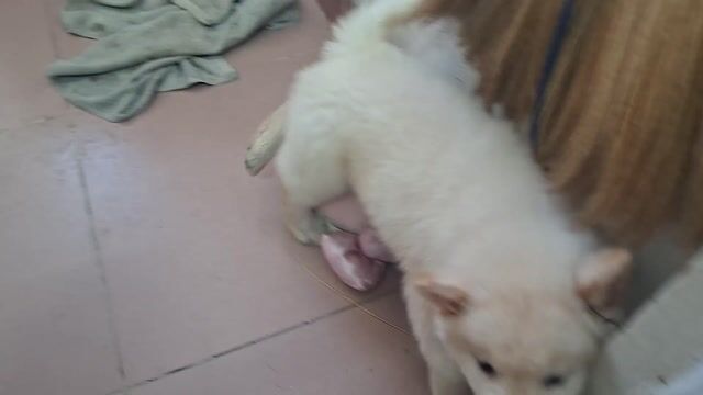 Chó HMông Cộc Trắng 2 tháng đã tiêm. Mua bán Chó tại Quận 11 Tp Hồ Chí Minh được đăng bởi Nguyên hình 1