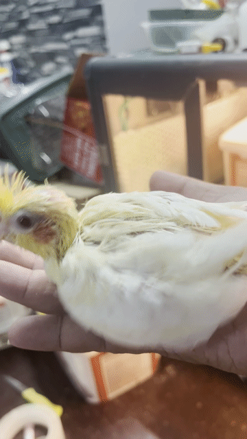 VẸT COCKATIEL NON ĐÚT BỘT. Mua bán Chim tại Quận Gò Vấp Tp Hồ Chí Minh được đăng bởi Phương Mai hình 1