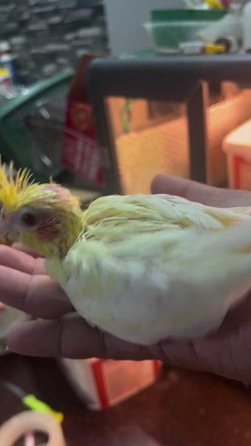 VẸT COCKATIEL NON ĐÚT BỘT. Mua bán Chim tại Quận Gò Vấp Tp Hồ Chí Minh được đăng bởi Phương Mai hình 1