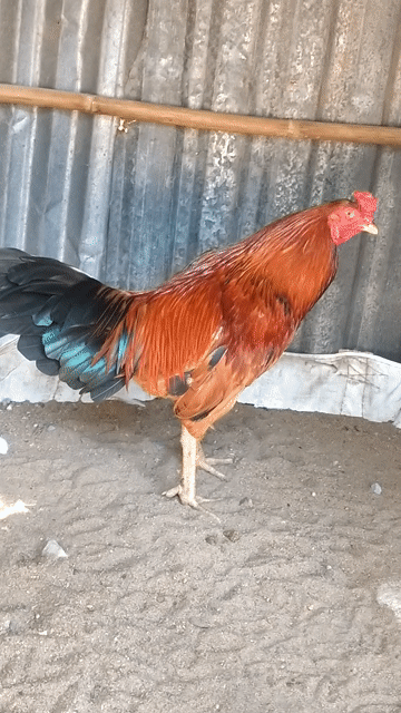 Gà chọi Nâu đỏ 2.8kg. Mua bán Gà tại Huyện Trà Cú Trà Vinh được đăng bởi anh 9 hình 1