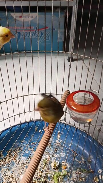 cặp yến trống mái ss. Mua bán Chim tại Quận 12 Tp Hồ Chí Minh được đăng bởi Trâm Nguyên Hoang hình 1