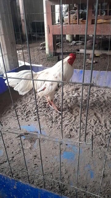 Gà Trắng 2.3kg Đực. Mua bán Gà tại Huyện Thanh Bình Đồng Tháp được đăng bởi Tuan hình 1