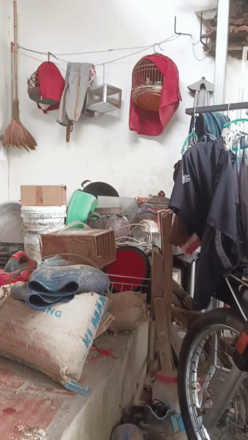 Chim cu gáy đực hơn 3 năm đã thuần. Mua bán Chim tại Huyện Thanh Oai Hà Nội được đăng bởi Lộc cao thủ hình 1