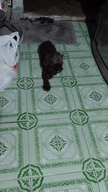 Chó Poodle Cái Nâu Thân thiện Sức khỏe Tốt. Mua bán Chó tại Huyện Bình Chánh Tp Hồ Chí Minh được đăng bởi Vũ thị hoa hình 1