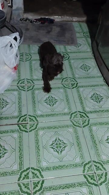 Chó Poodle Cái Nâu Thân thiện Sức khỏe Tốt. Mua bán Chó tại Huyện Bình Chánh Tp Hồ Chí Minh được đăng bởi Vũ thị hoa hình 1