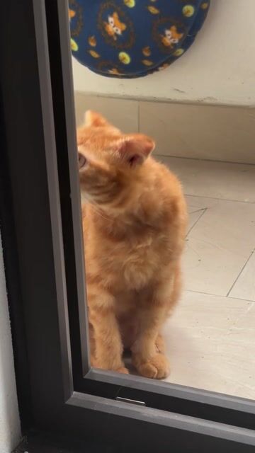 Mèo Anh lông ngắn lai đực đã tiêm 2 mũi. Mua bán Mèo tại Quận Thanh Xuân Hà Nội được đăng bởi Lê Phương An hình 1