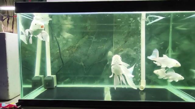 Cá phi tần Nhỏ Trắng Vây dài. Mua bán Thú cưng khác tại Quận Cẩm Lệ Đà Nẵng được đăng bởi Bảo Thạch hình 1