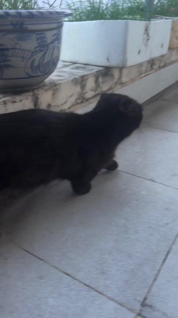 Mèo Mun lùn cụp cái 11 tháng. Mua bán Mèo tại Quận Tân Bình Tp Hồ Chí Minh được đăng bởi hong hoa hình 1