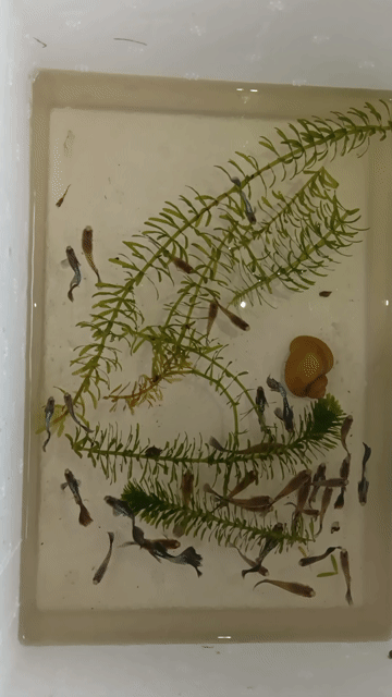 Cá 7 màu Rồng Xanh. Mua bán Thú cưng khác tại Quận Bình Thuỷ Cần Thơ được đăng bởi LQ fish hình 1