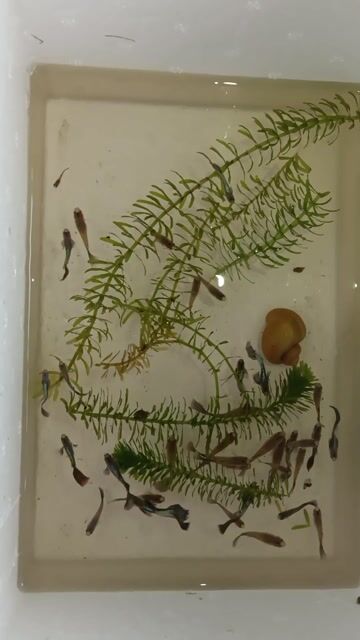 Cá 7 màu Rồng Xanh. Mua bán Thú cưng khác tại Quận Bình Thuỷ Cần Thơ được đăng bởi LQ fish hình 1
