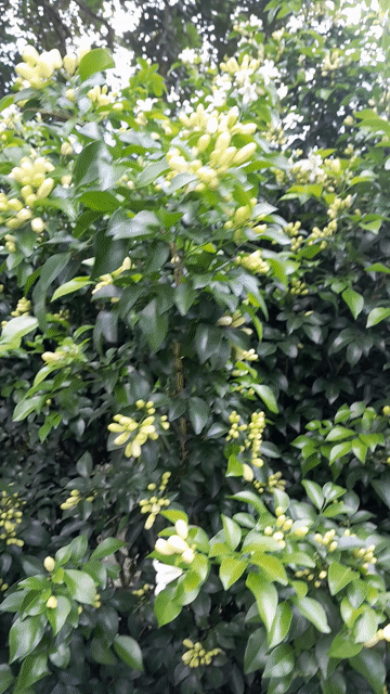 Cây Nguyệt Quế đang ra hoa thơm. Mua bán Cây cảnh, đồ trang trí tại Thành phố Biên Hòa Đồng Nai được đăng bởi hoài tâm hình 1