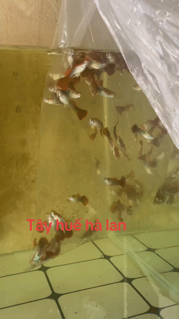Cá tây đá Hà Lan. Mua bán Thú cưng khác tại Thành phố Huế Thừa Thiên Huế được đăng bởi Anh hùng hình 1