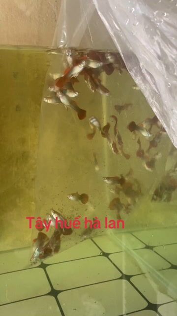 Cá tây đá Hà Lan. Mua bán Thú cưng khác tại Thành phố Huế Thừa Thiên Huế được đăng bởi Anh hùng hình 1