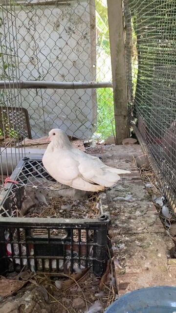 Bồ câu Gà trống 1kg màu trắng. Mua bán Chim tại Thành phố Bạc Liêu Bạc Liêu được đăng bởi Nguyễn thanh quy hình 1