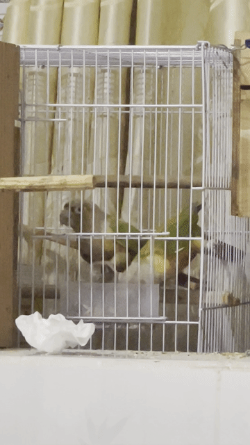Vẹt Greencheek ss. Mua bán Chim tại Quận Ninh Kiều Cần Thơ được đăng bởi Bh hình 1