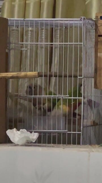 Vẹt Greencheek ss. Mua bán Chim tại Quận Ninh Kiều Cần Thơ được đăng bởi Bh hình 1