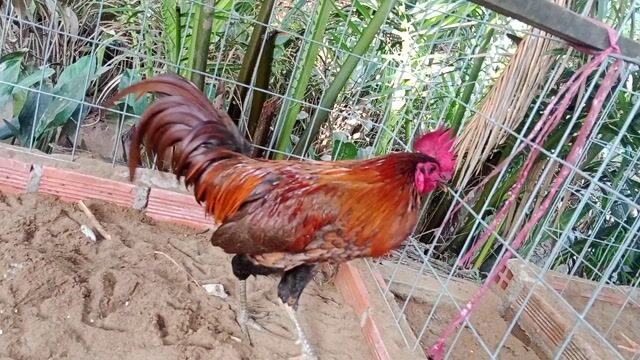 Gà trống khét 2,9 tơ 6 tháng còn lên ,tay tốt . Mua bán Gà tại Huyện Mỏ Cày Nam Bến Tre được đăng bởi Trung Trịnh  hình 1