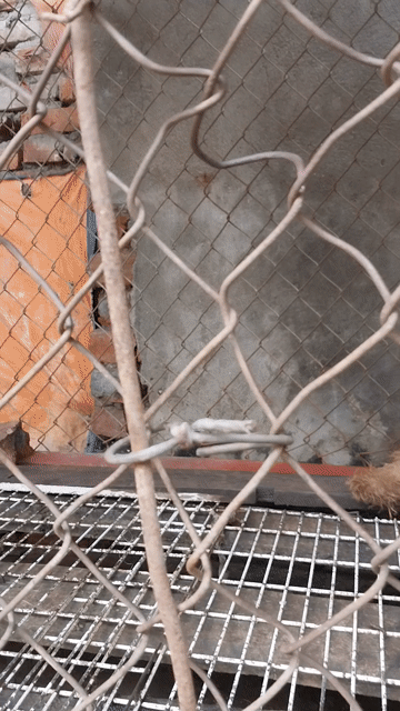 Chó cảnh giống nâu  đực. Mua bán Chó tại Quận Long Biên Hà Nội được đăng bởi Hoa Phong Lan hình 1