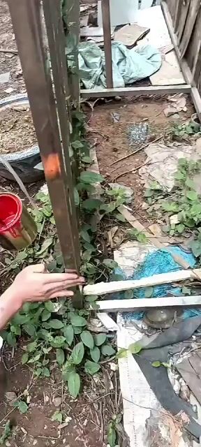 Sơn đa năng. Mua bán Đồ chuyên dụng, Giống nuôi trồng tại Huyện Thanh Oai Hà Nội được đăng bởi hoàng tuấn hình 1