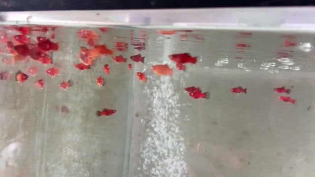 Cá mún Đỏ 50 con. Mua bán Thú cưng khác tại Quận Liên Chiểu Đà Nẵng được đăng bởi Trần Trọng Hoàng hình 1