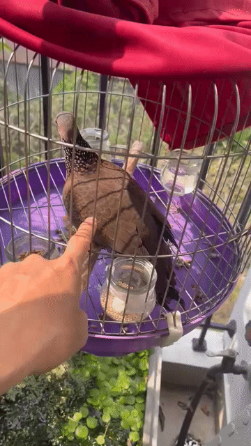 Chim Cu gáy Cái Còi pha Chim già. Mua bán Chim tại Huyện Thanh Trì Hà Nội được đăng bởi Le Hoan hình 1