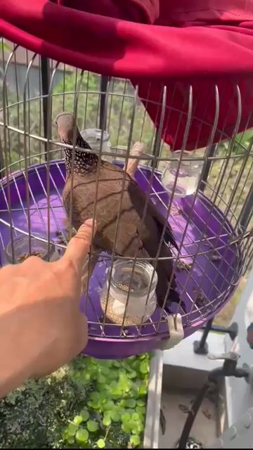 Chim Cu gáy Cái Còi pha Chim già. Mua bán Chim tại Huyện Thanh Trì Hà Nội được đăng bởi Le Hoan hình 1