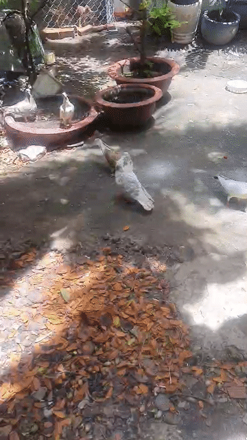 Bồ câu Pháp lai Trống Mái 150k. Mua bán Chim tại Quận Tân Phú Tp Hồ Chí Minh được đăng bởi tấn Hiệp hình 1