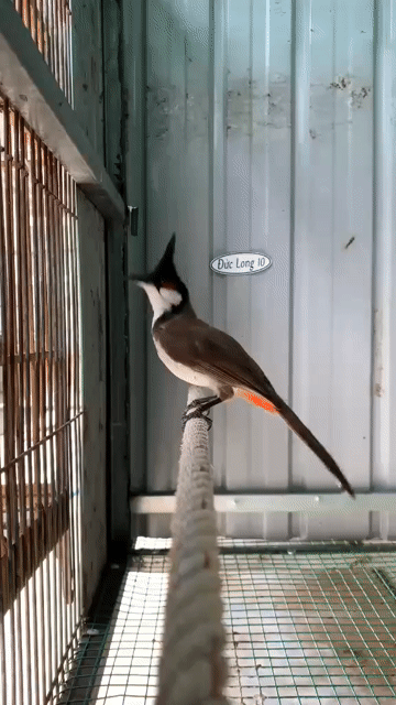 Chim bổi Đắk Lắk Nâu trắng đỏ nhát sổ giọng. Mua bán Chim tại Huyện Nhà Bè Tp Hồ Chí Minh được đăng bởi Hai hình 1