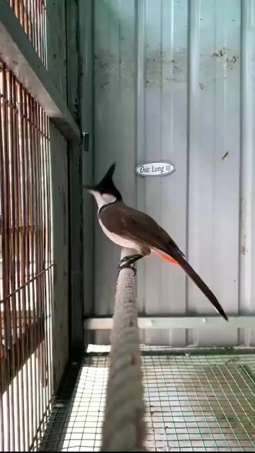 Chim bổi Đắk Lắk Nâu trắng đỏ nhát sổ giọng. Mua bán Chim tại Huyện Nhà Bè Tp Hồ Chí Minh được đăng bởi Hai hình 1