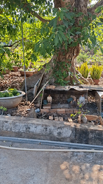 Cây sung lâu năm. Mua bán Cây cảnh, đồ trang trí tại Huyện Long Thành Đồng Nai được đăng bởi Bac Tran hình 1